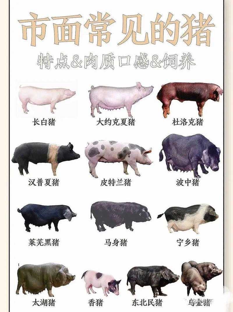凸眼猪怎么选?新手选猪指南
