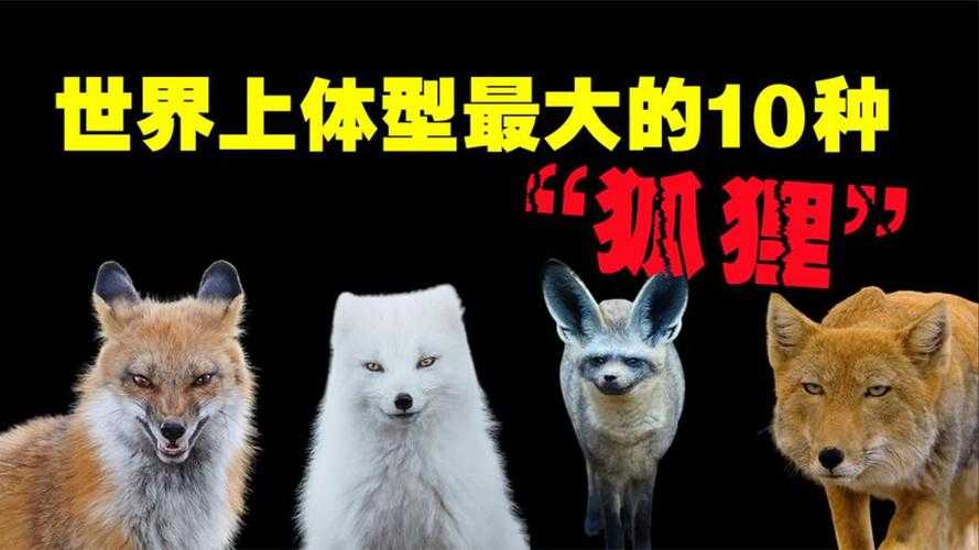 2025年 风暴之城 狐狸种族深度解析